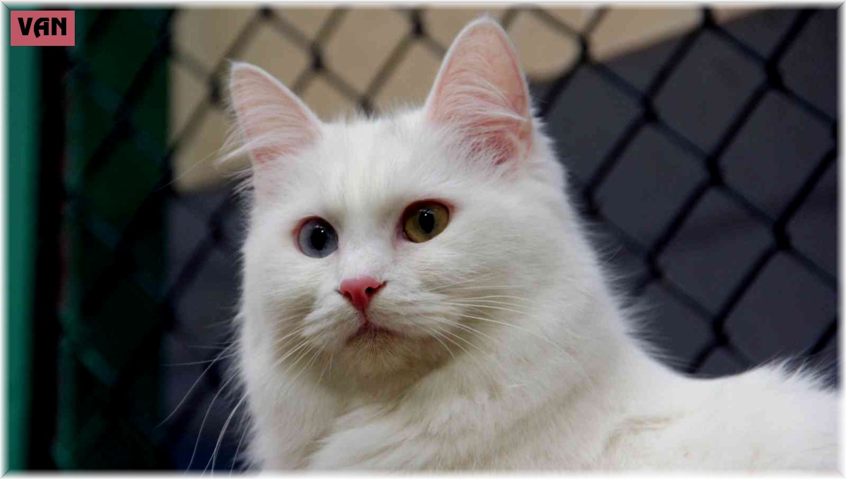 Van kedileri yılda üç kez 'kızgınlık dönemine' giriyor