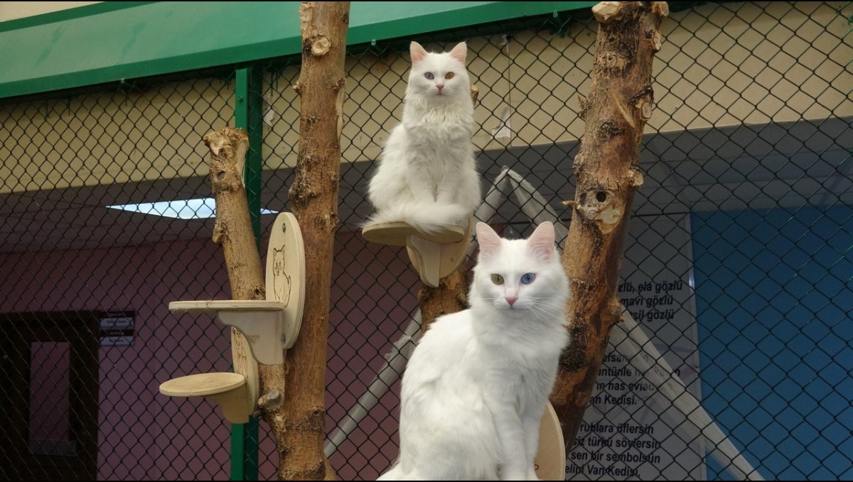 Van Kedileri ziyaretçilerin gözdesi oldu