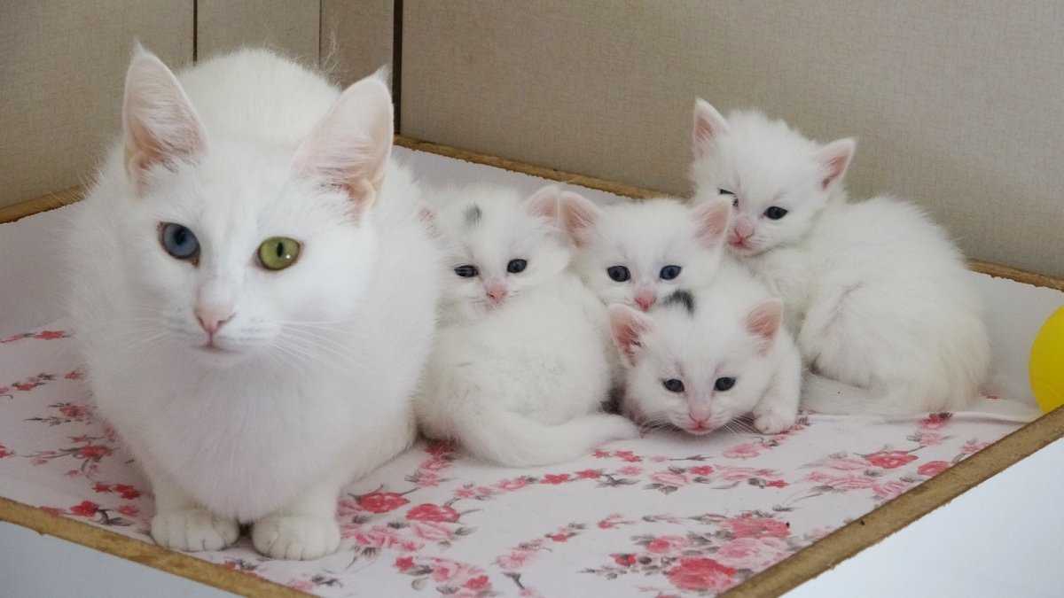 Van kedilerinde birinci parti doğumlar bitti