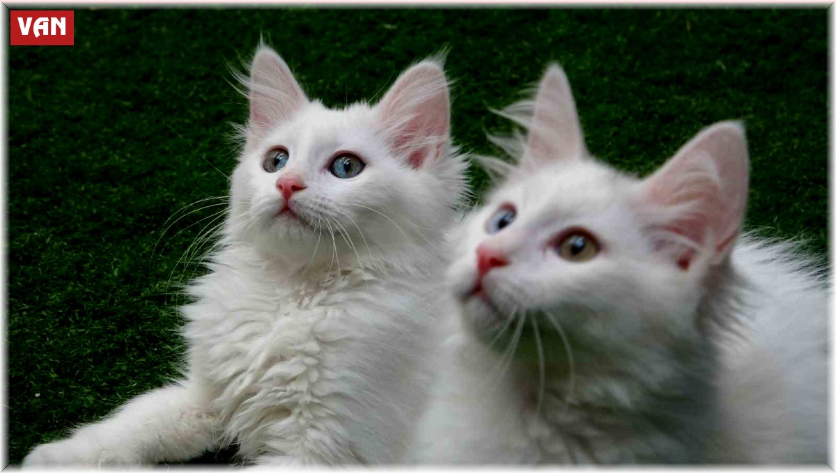 Van kedilerine 250 bin ziyaretçi