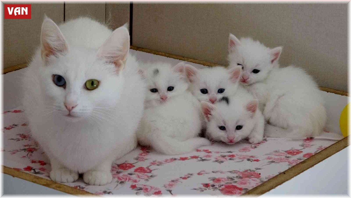 Van kedilerinin 3'üncü parti doğumları son buldu