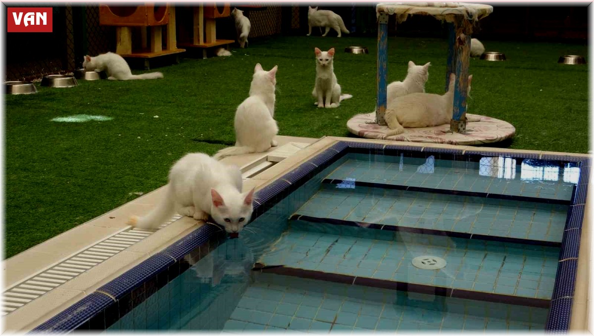 Van kedilerinin havuzlu villada ikinci parti doğumu gerçekleşti