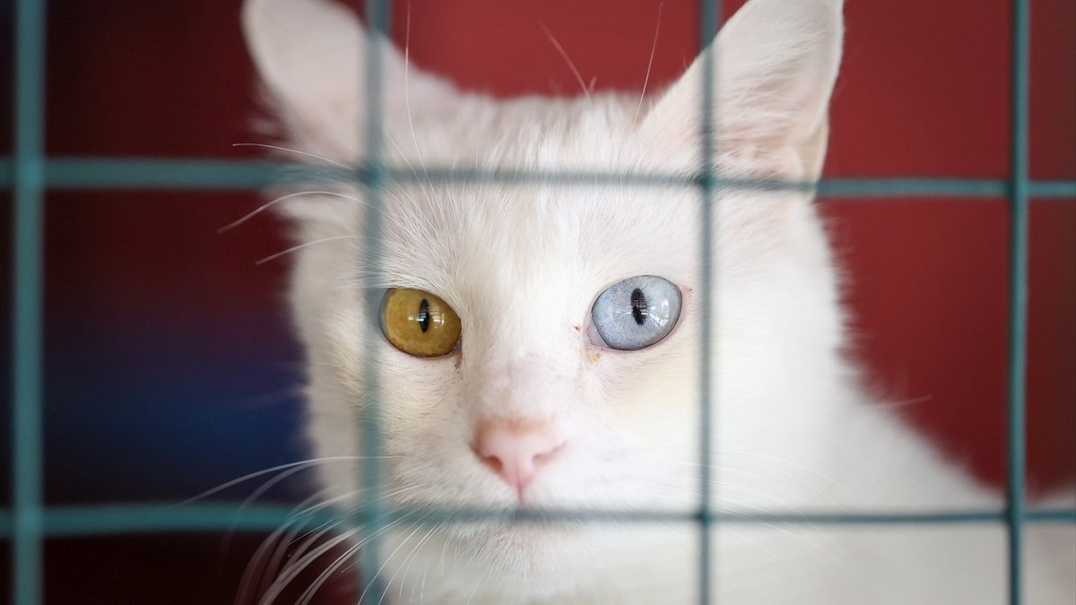 Van kedilerinin yavruları sahiplendirilecek