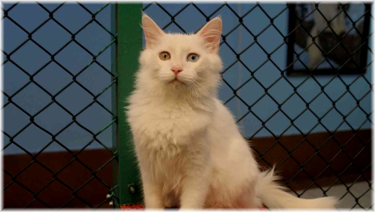 Van kedisi dünyanın en güzel kedileri arasında yerini aldı