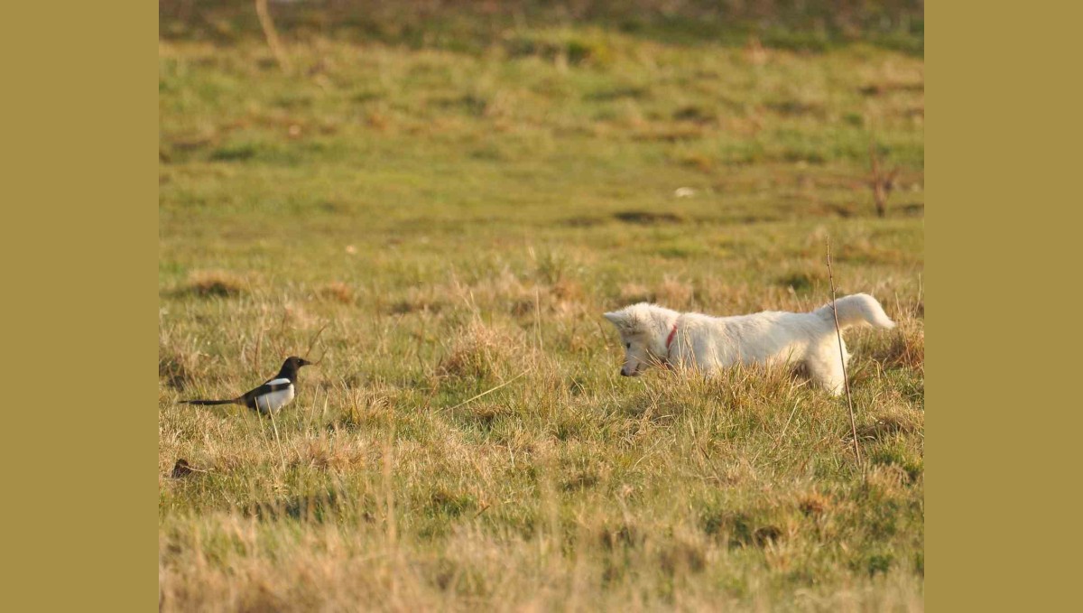 Van kedisine benzetti, fare avlayan köpek olduğu ortaya çıktı