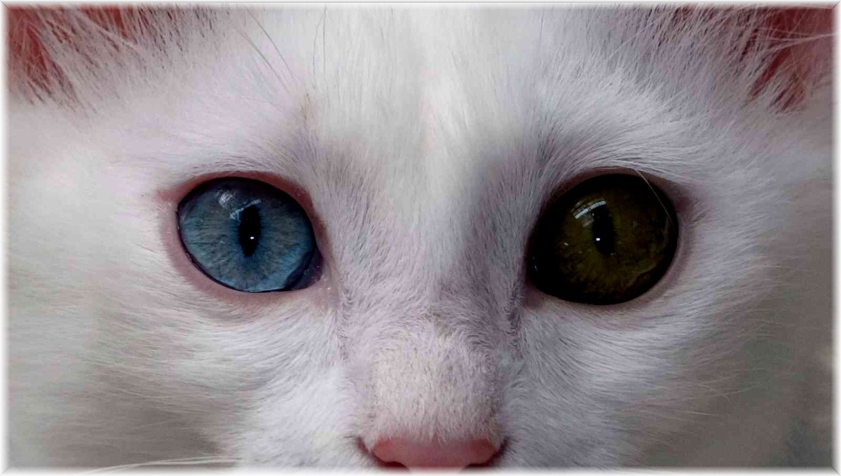 Van kedisinin nesli garanti altına alınıyor