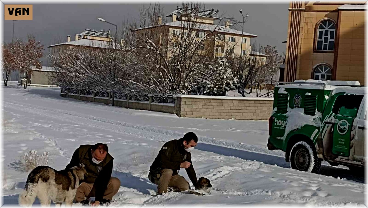 Van polisi sokak hayvanları için seferber oldu