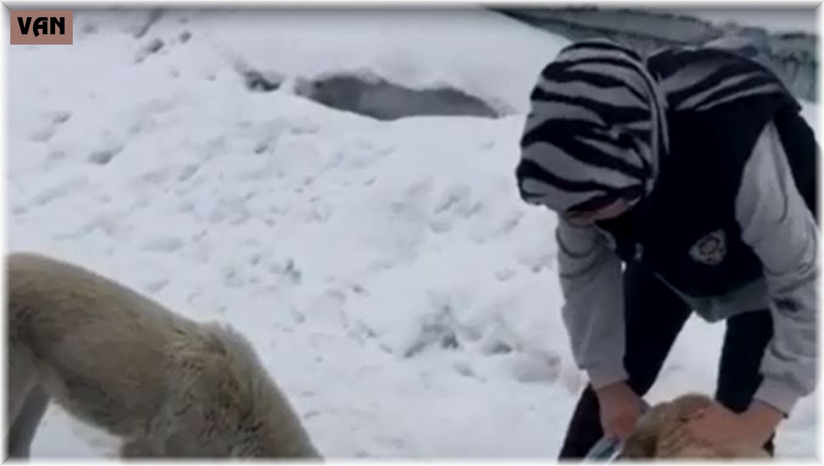 Van polisinden sokak hayvanlarına sevgi eli