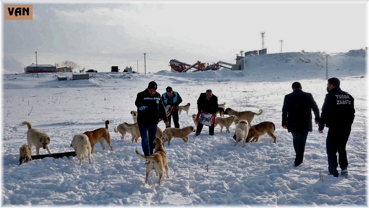 Van YYÜ'deki sokak hayvanları Tuşba Belediyesine emanet