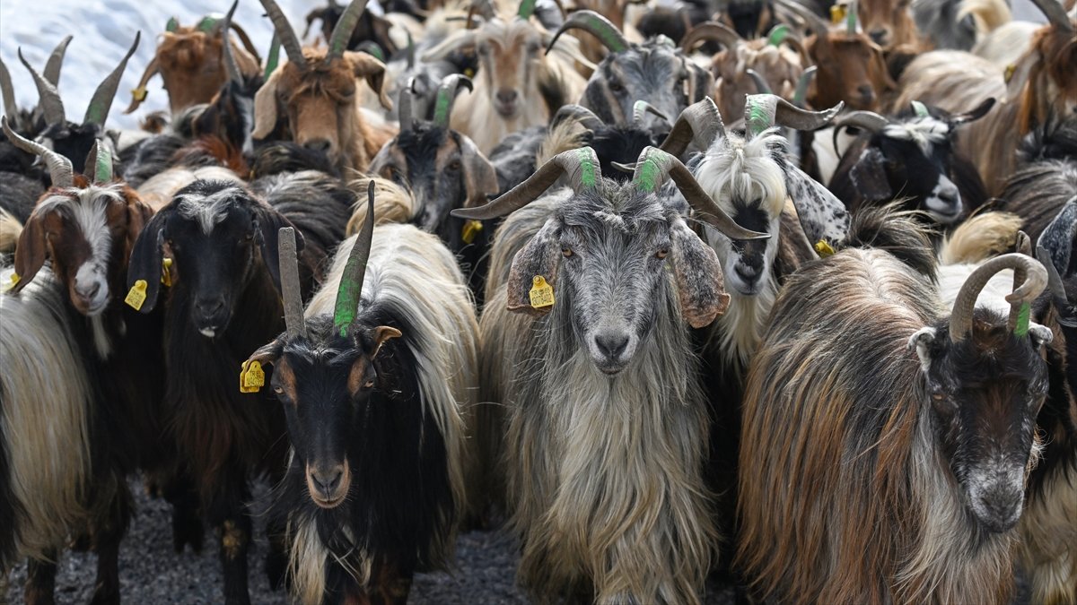 Van’da 2 Bin 640 Besiciye 260 Bin Koyun Desteği Verildi