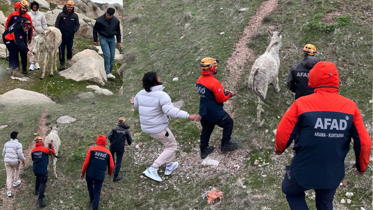 Van’da kayalıklarda mahsur kalan eşeği AFAD ekipleri kurtardı, sahibine teslim etti