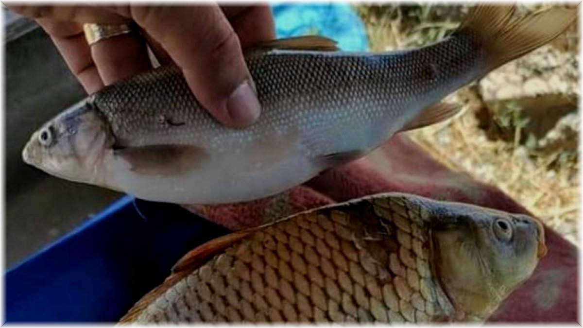 Van’da sazangillerin av yasağı sona erdi