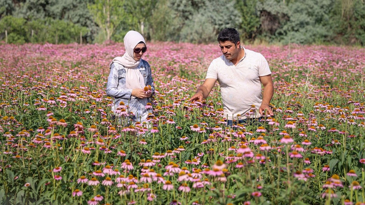 Vanlı çift kiralık arazide yetiştirdikleri ekinezyayı ilaç firmalarına satacak