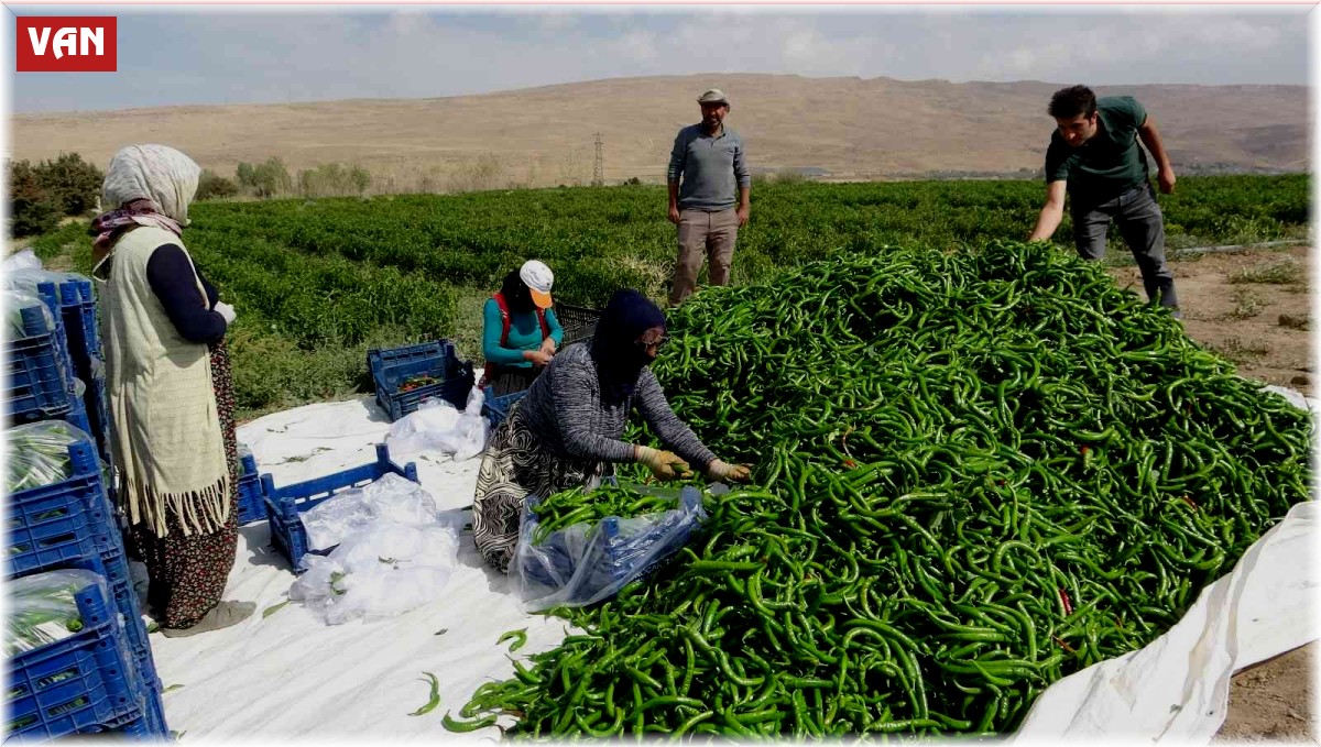 Vanlı çiftçilerden 'sabit halk pazarı' talebi