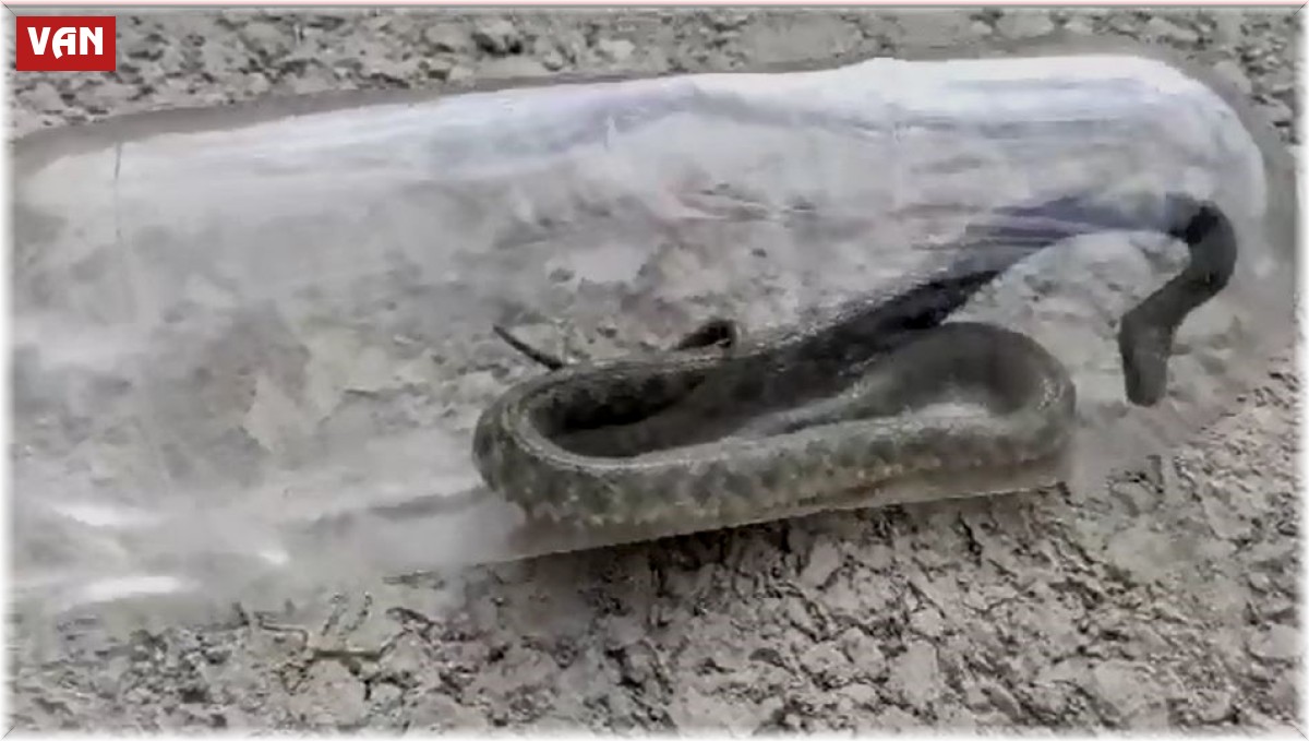 Vanlı sürücünün korku dolu anları: Ayağını uzattığı pedal bölgesinde yılan çıktı