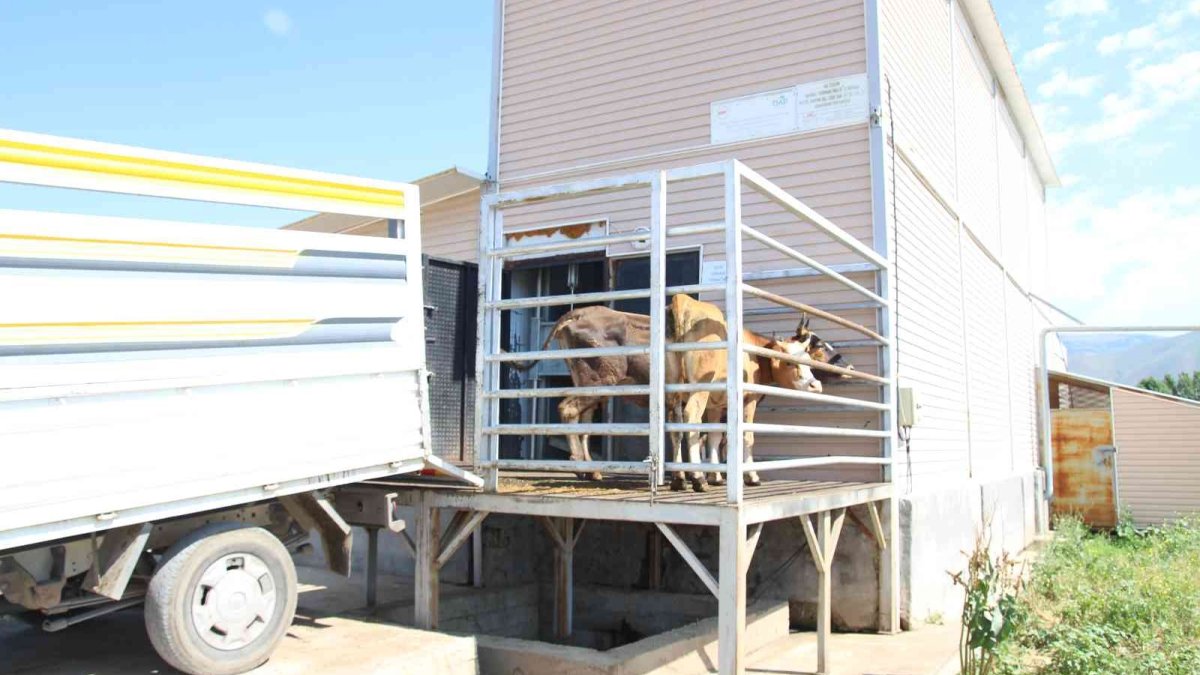 Varto Müftülüğü kurban etlerini ihtiyaç sahiplerine ulaştırdı