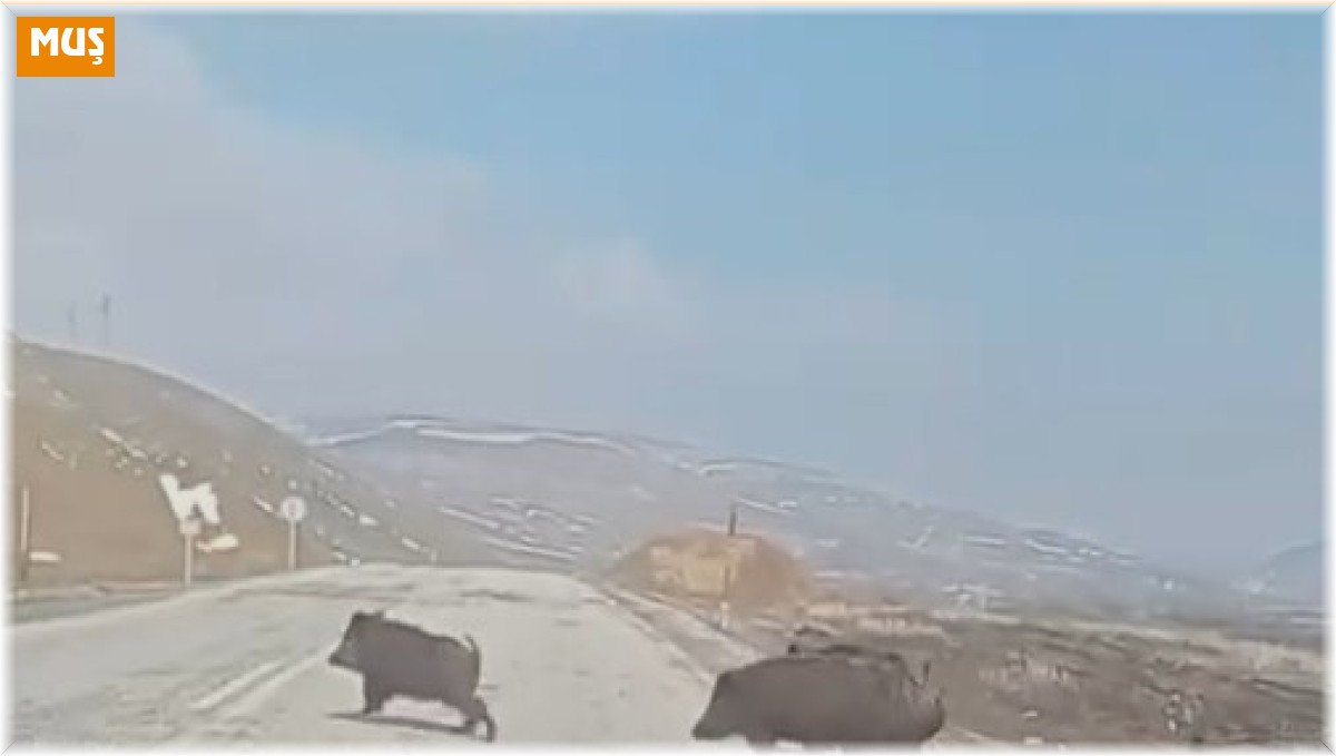 Varto yakınlarında ortaya çıkan domuz sürüsü paniğe sebep oldu