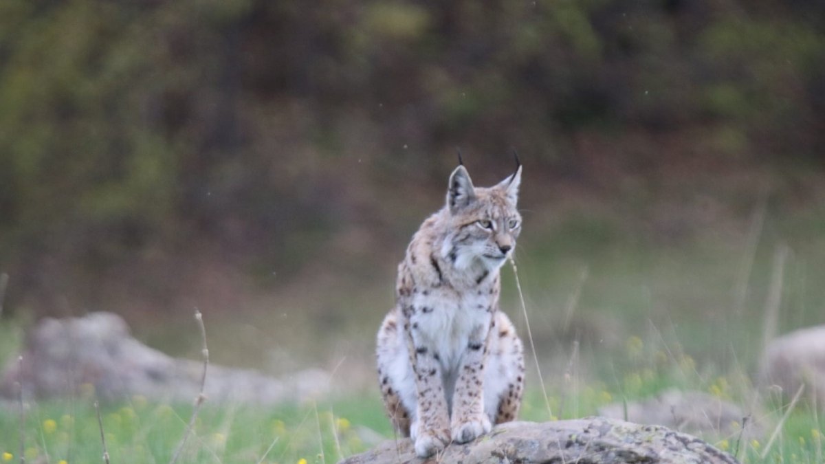 Vaşak, doğa fotoğrafçısına böyle poz verdi