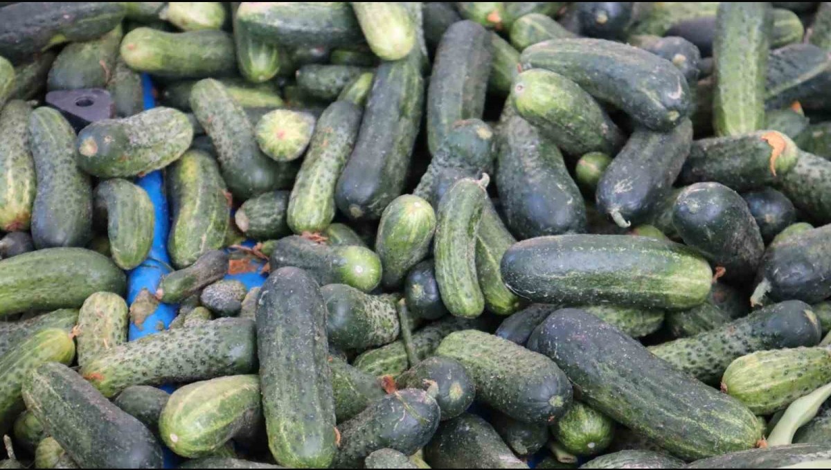 Vatandaş pahalı bulsa da almaktan vazgeçemiyor