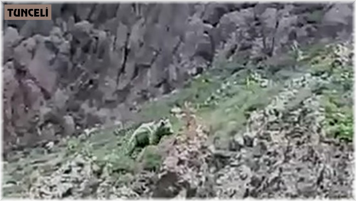 Vatandaşın ayıya söyledikleri gülümsetti