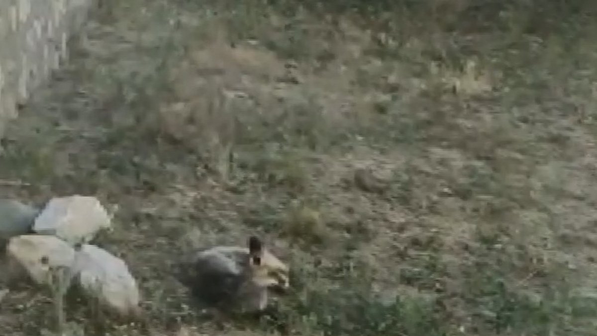 Vatandaşın, tavuğunu yiyen tilki ile diyaloğu güldürdü