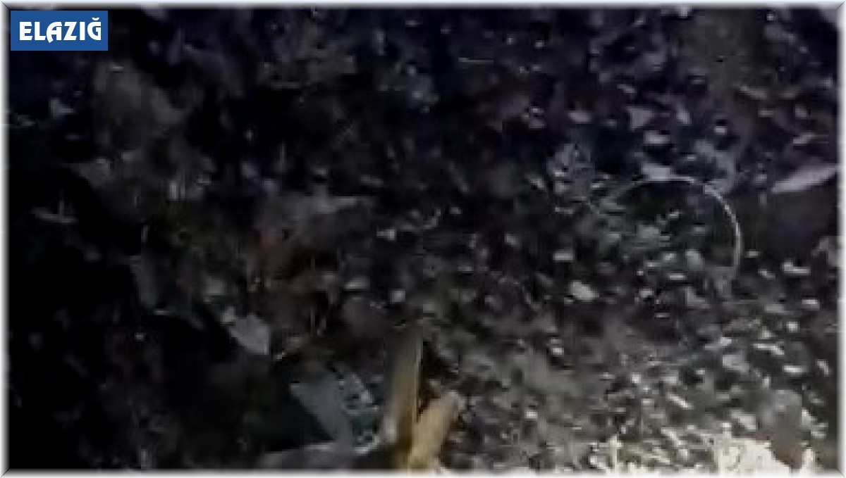 Vatandaşların 'Arap tavşanı' ile imtihanı