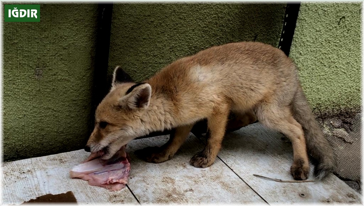 Vatandaşların bulduğu yavru tikiler koruma altında
