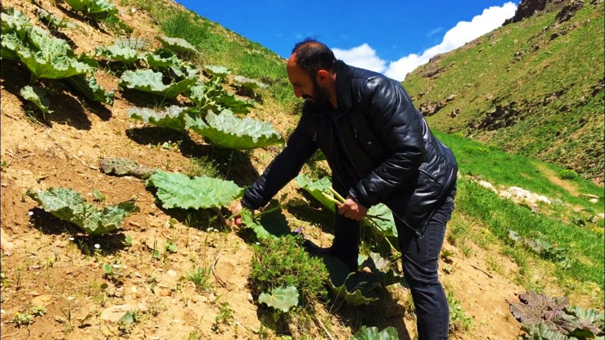 Vatandaşların 'yayla muzu' mesaisi