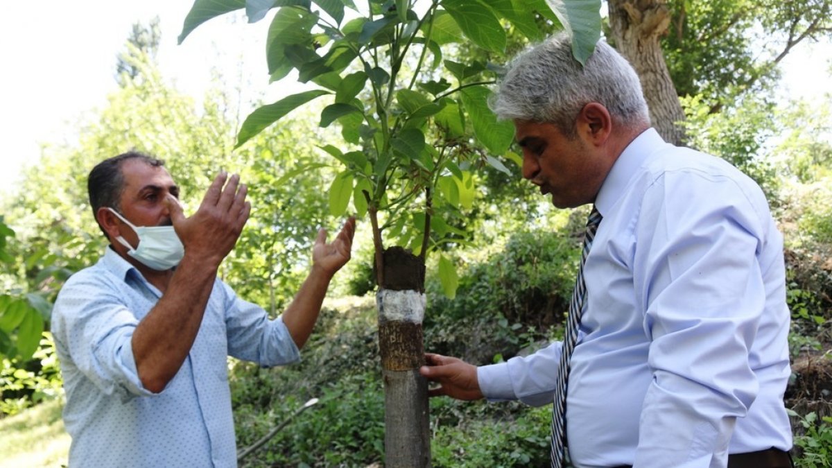 Verimden düşen ceviz ağaçları ekonomiye kazandırılıyor