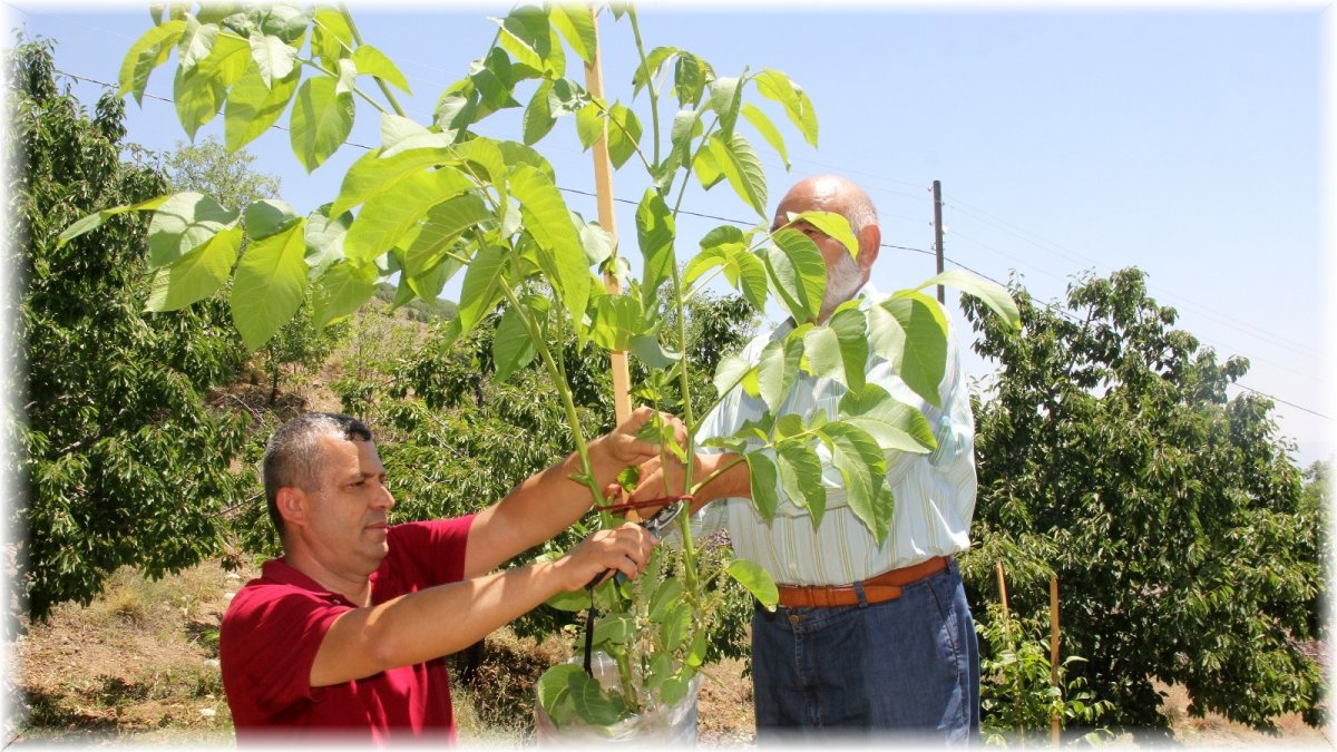 Verimsiz ceviz ağaçları kabuk altı aşısıyla verimli hale getiriliyor
