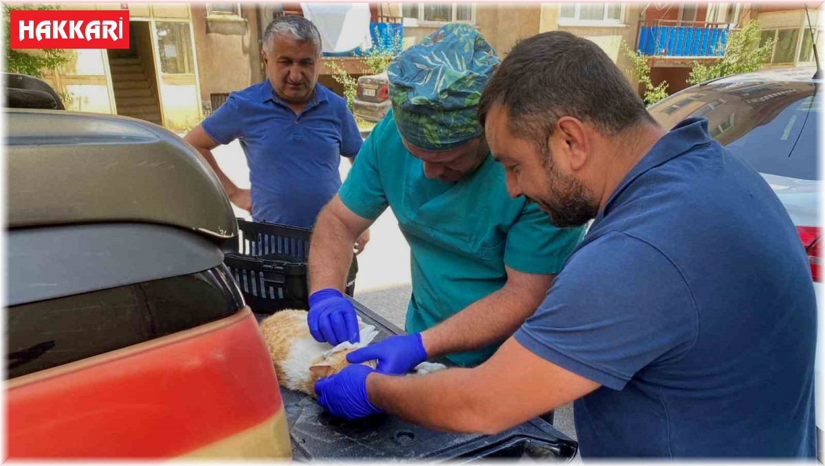 Veteriner ekipleri hasta kediler için seferber oldu