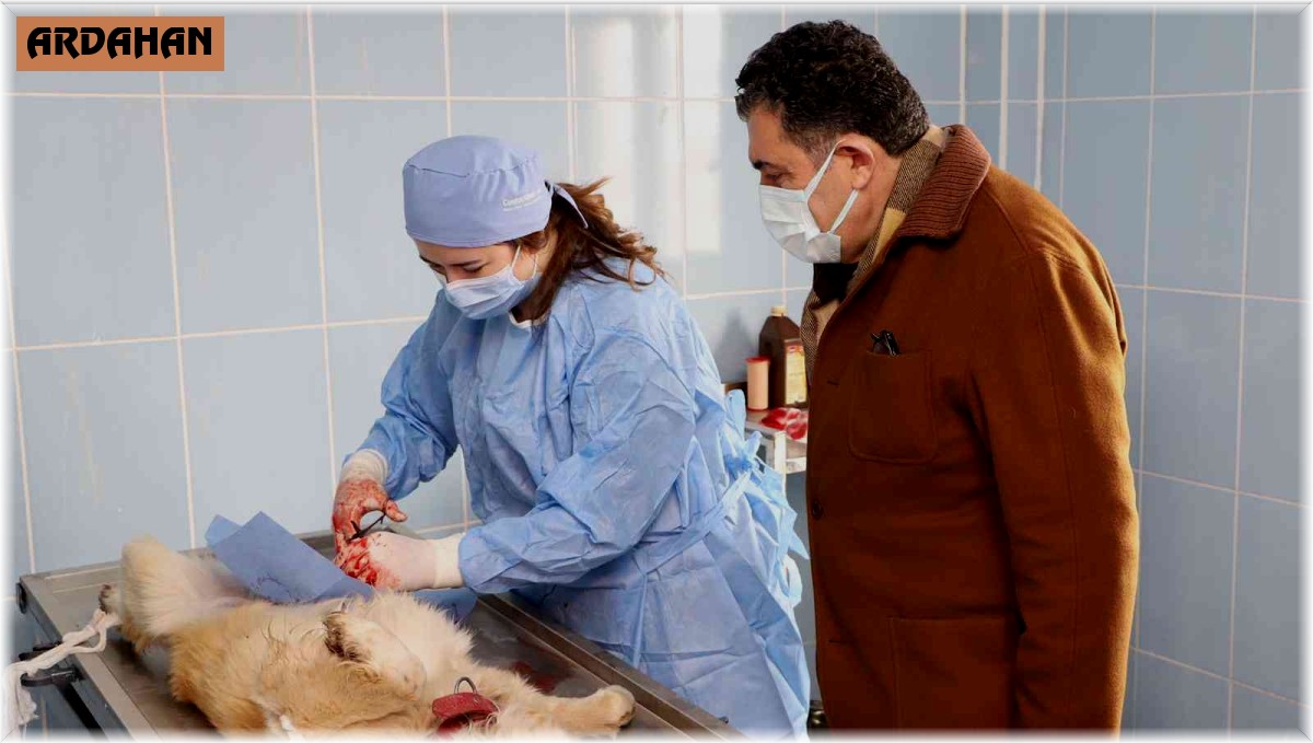 Veteriner işleri müdürlüğü ekipleri kısırlaştırma yapmaya başladı