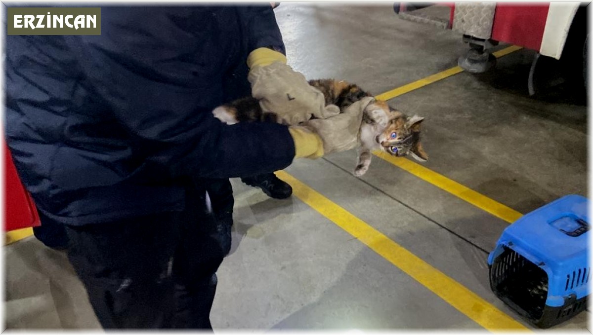 Veteriner kliniğine gitmek istemeyen kedi torpidoda saklandı