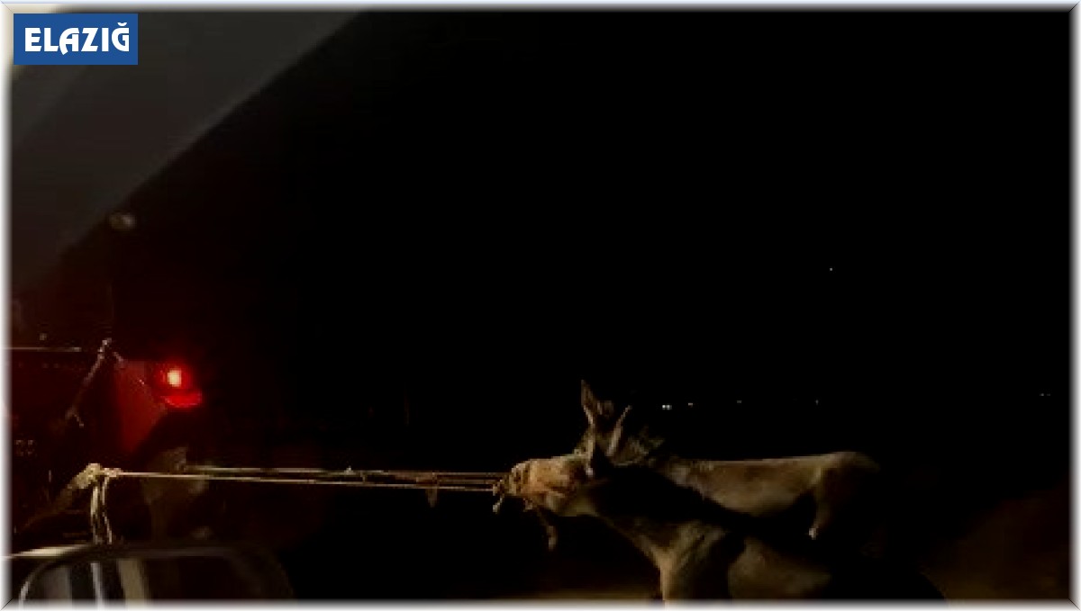 Vicdansız sürücü, traktörün arkasına bağladığı eşekleri sürükleyerek götürdü