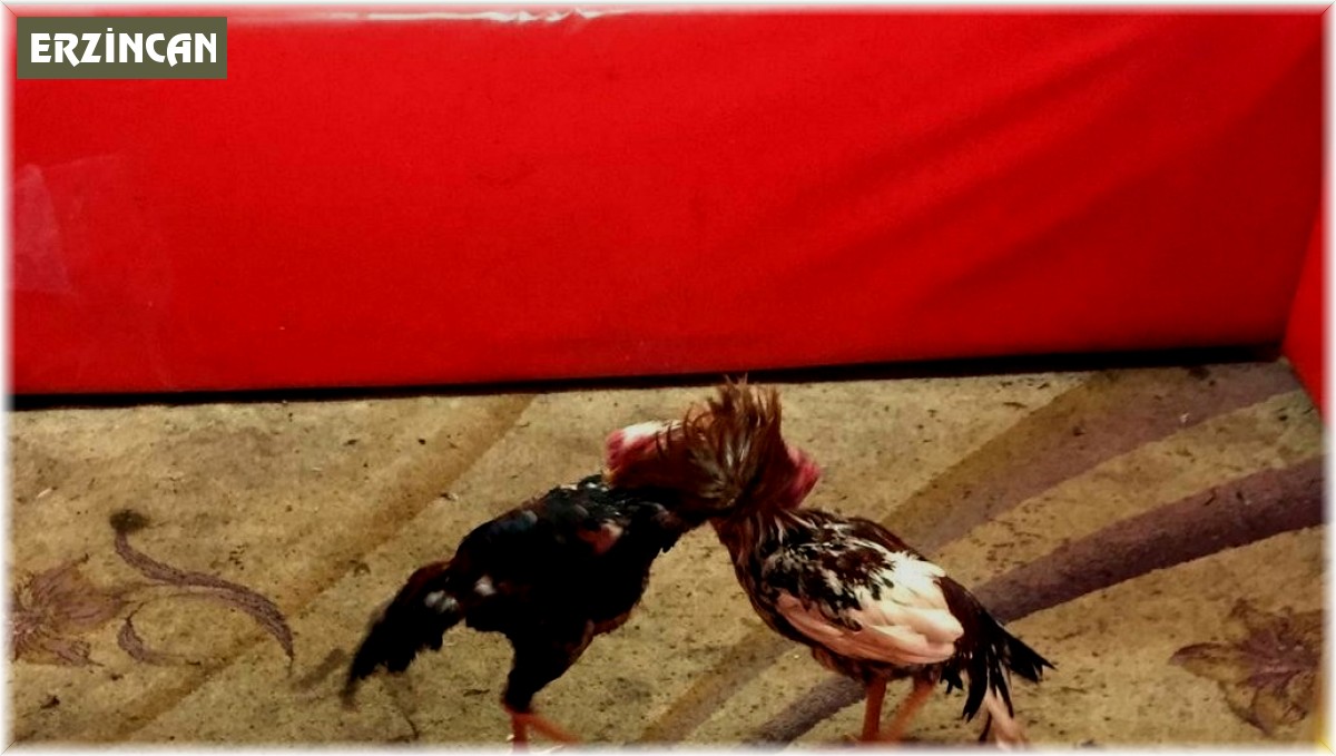 Villada horoz dövüştüren 16 kişiye adli ve idari işlem yapıldı