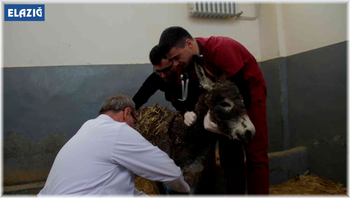 Vücudunda yanıklar bulunan sıpa tedavi edildi