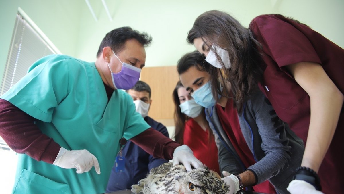 Vurulan kulaklı orman baykuşu bulundu, tedavi altına alındı