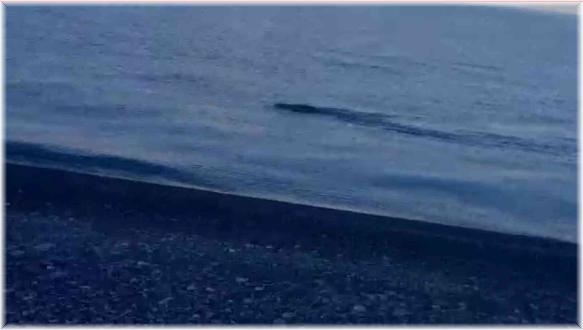 Yaban domuzunu 'Van Gölü Canavarı' sandılar