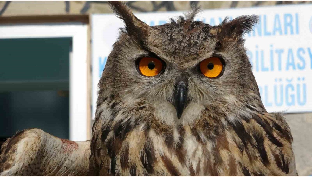 Yaban hayatın sessiz kahramanı: 9 ayda 500'e yakın hayvana müdahale etti