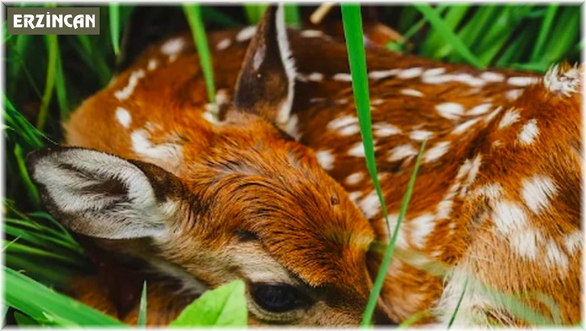 Yaban hayatına dokunma, annesinden ayırma