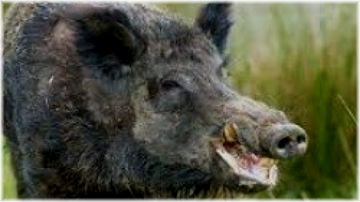 Yaban hayvanları avlanmasına başlanıyor