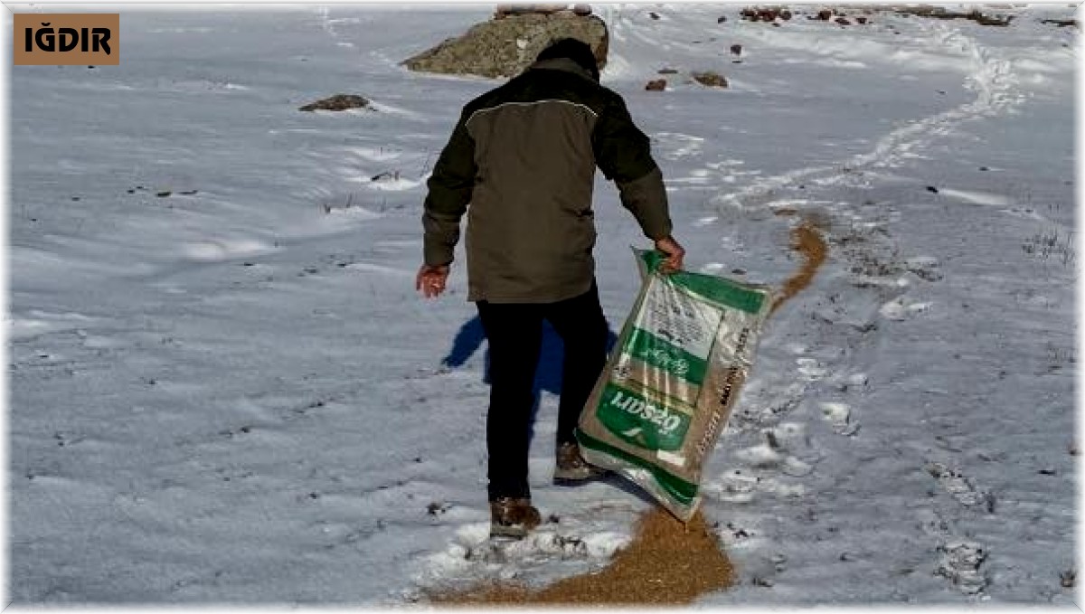 Yaban hayvanları için doğaya yem bırakıldı
