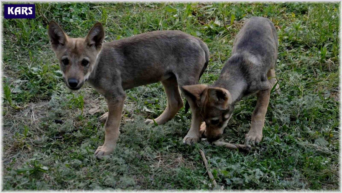 Yaban hayvanları Kars'ta şifa buluyor