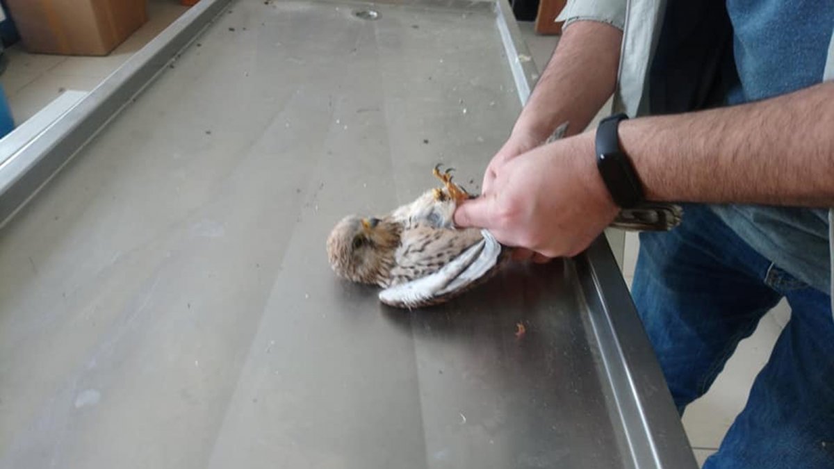 Yaban hayvanlarının tedavileri Kars'ta yapılıyor