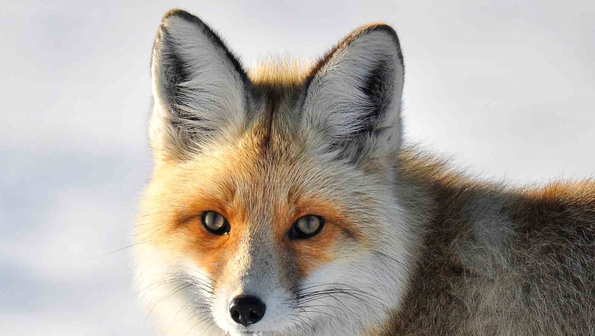 Yaban hayvanlarının yerleşim yerlerine inmesi endişelendiriyor