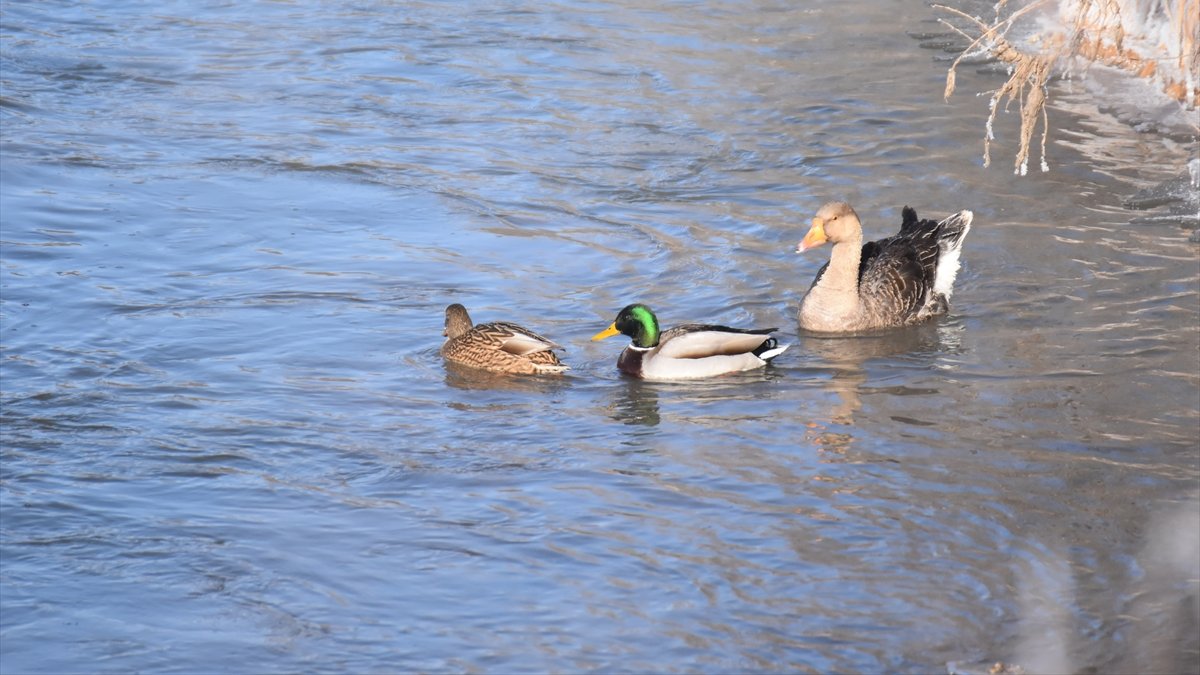 Yaban kaz ve ördekleri kısmen donan Kars Çayı'nda beslenirken görüntülendi