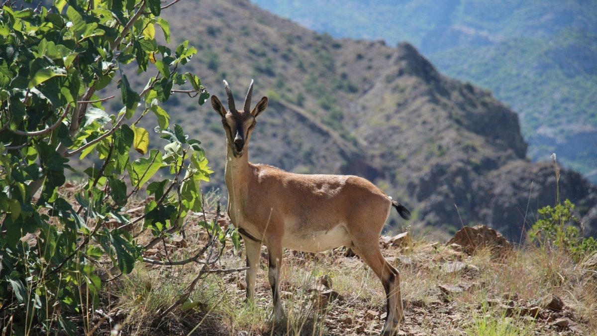 Yaban keçileri Munzur dağlarına güzellik katıyor