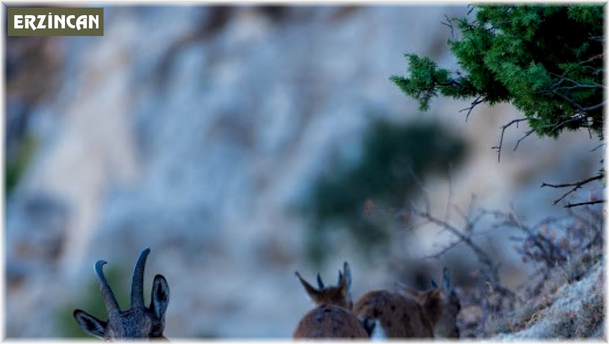 Yaban keçileri Munzur dağlarına güzellik katıyor