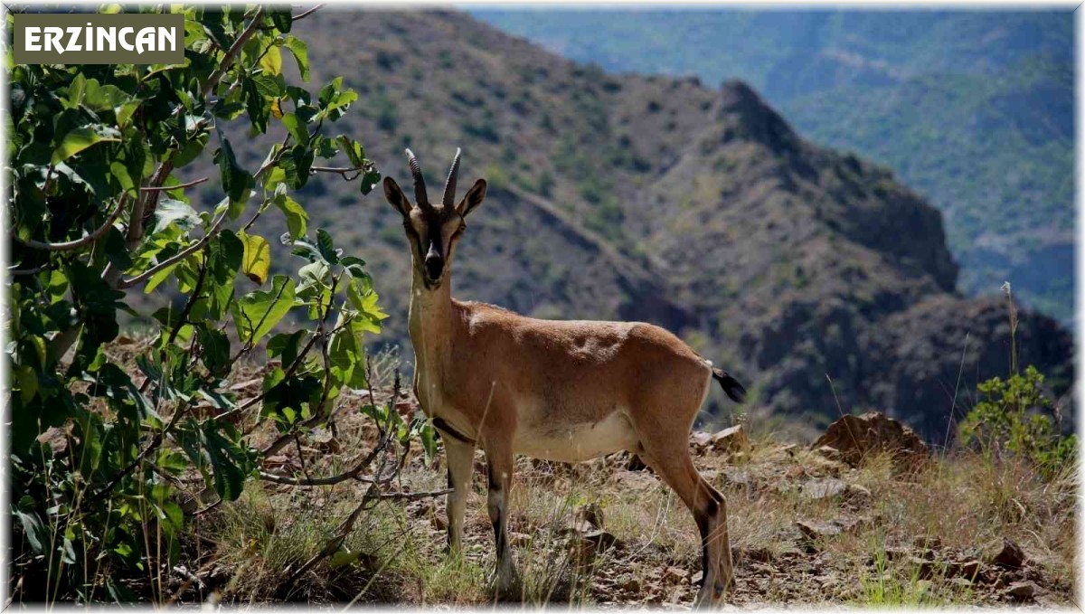 Yaban keçileri Munzur dağlarına güzellik katıyor