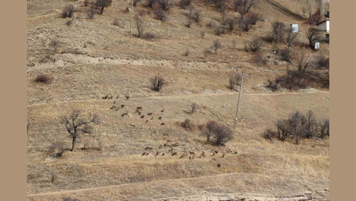 Yaban keçileri tek tek sayılıyor